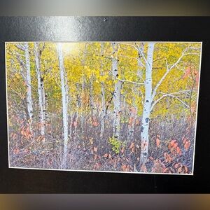 “Aspen Glow” – Edward Warner Fine Art Nature Photography